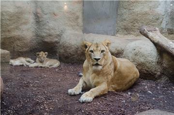 Zagrepčani biraju imena mladim lavićima iz ZOO-a