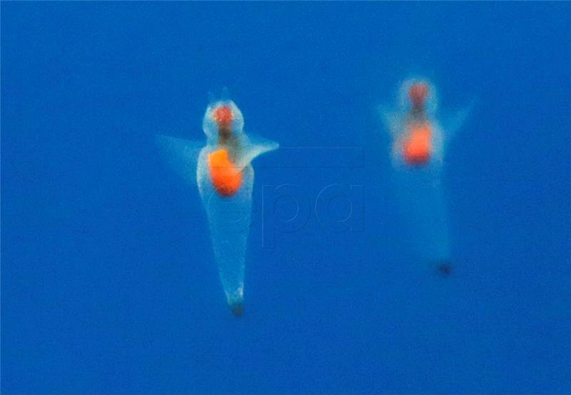 JAPAN AQUARIUM HOLIDAYMAKERS