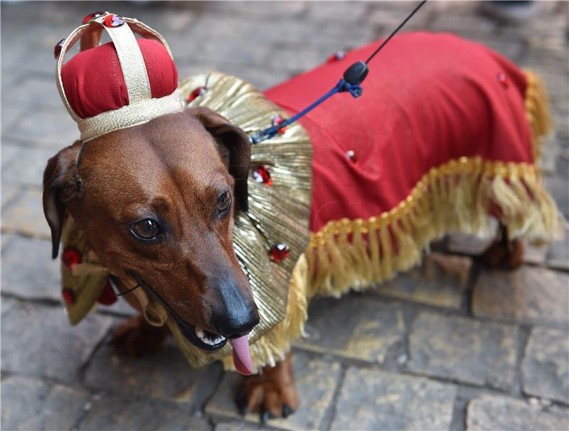 POLAND ANIMALS DACHSHUNDS MARCH