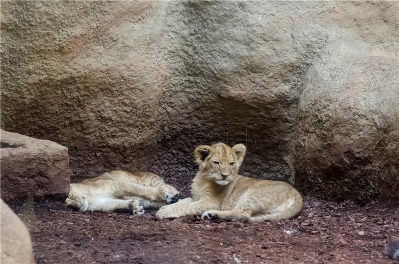 Zagrebački ZOO: Lavići Tuma i Uzuri