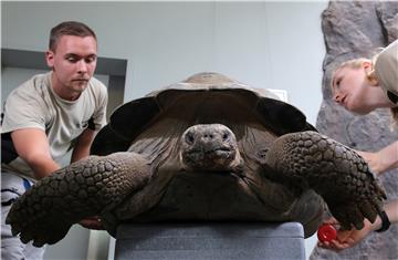 GERMANY ANIMALS GIANT TURTLE