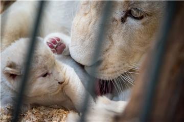 POLAND  ANIMALS WHITE LIONS