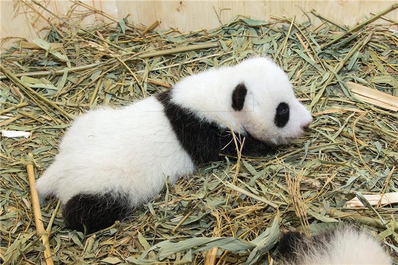 AUSTIRA ANIMALS PANDA CUBS