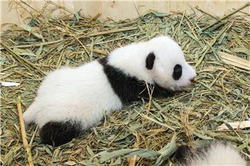 AUSTIRA ANIMALS PANDA CUBS