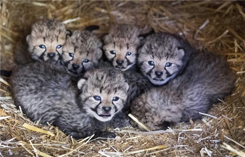 NETHERLANDS ANIMALS CHEETAH CUBS