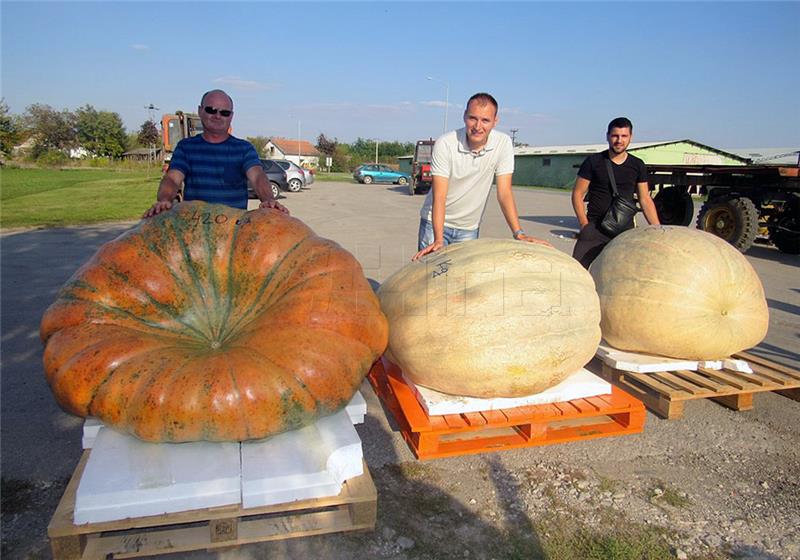 Divovske bundeve od 420 kilograma na izložbi u Tovarniku