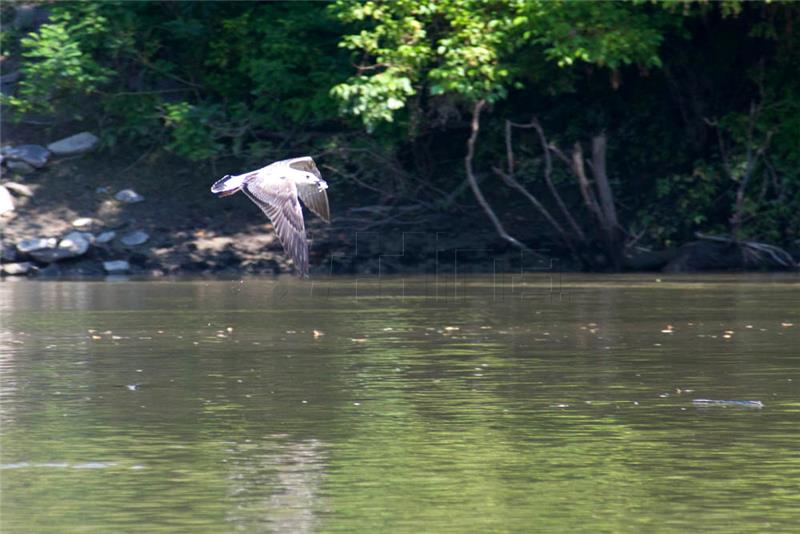 Bird population on Mura, Drava and Danube falling