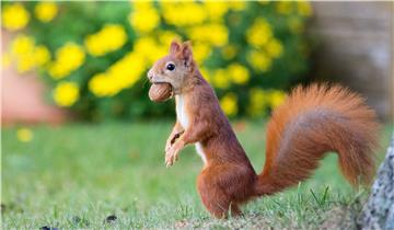 GERMANY ANIMALS