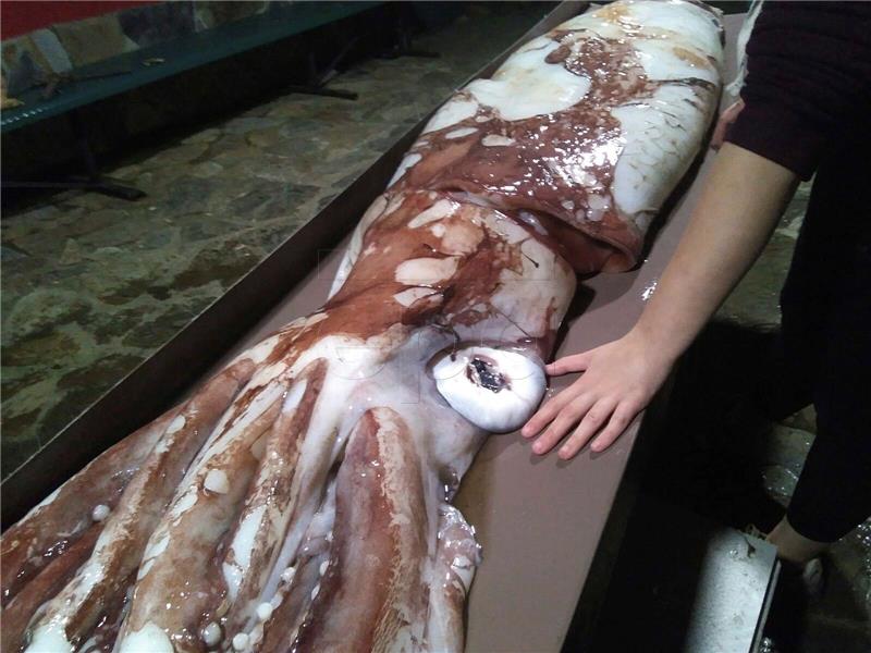 SPAIN GIANT SQUID