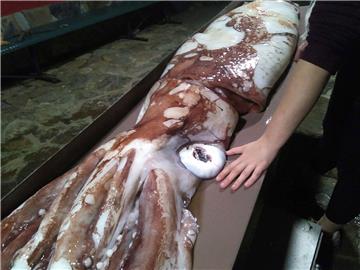 SPAIN GIANT SQUID