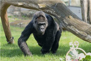 Iz londonskoga ZOO-a nakratko pobjegao gorila