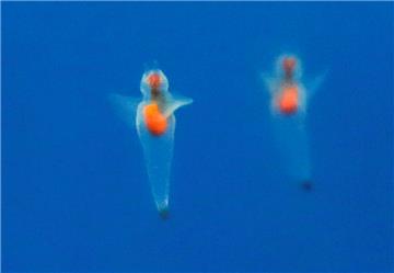 Čudna stvorenja pronađena u dubini oceanskih brazda