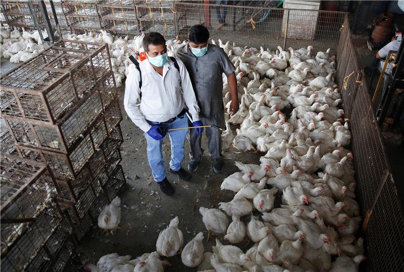 INDIA BIRD FLU