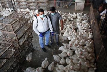 INDIA BIRD FLU