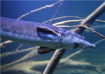 Otvorena Aquatika, prvi slatkovodni akvarij u Hrvatskoj