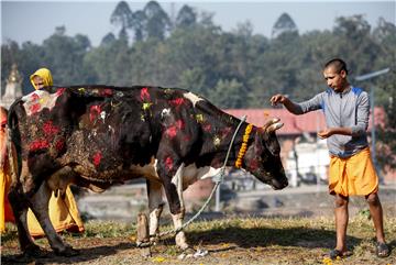 NEPAL COW WORSHIP DAY