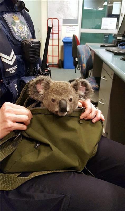 AUSTRALIA QUEENSLAND POLICE KOALA JOEY