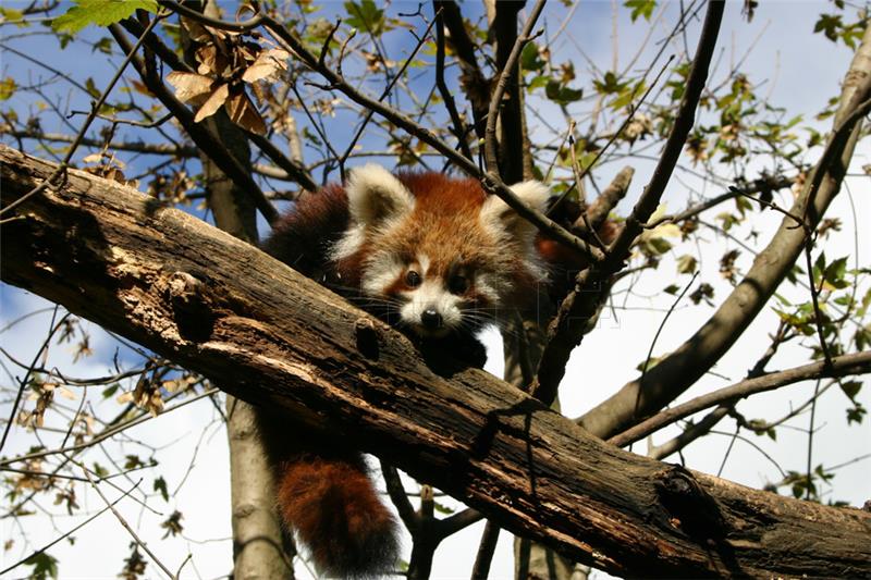 U nedjelju u zagrebačkom ZOO-u Dan crvenih panda