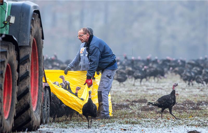 GERMANY BIRD FLU H5N8