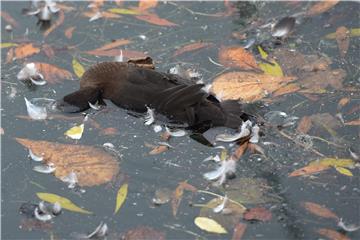 GERMANY BIRD FLU