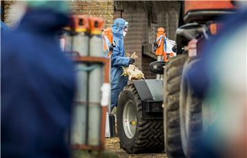 NETHERLANDS AGRICULTURE AVIAN FLU