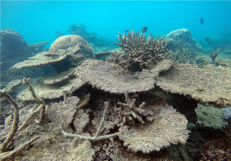 AUSTRALIA GREAT BARRIER REEF CORAL BLEACHING