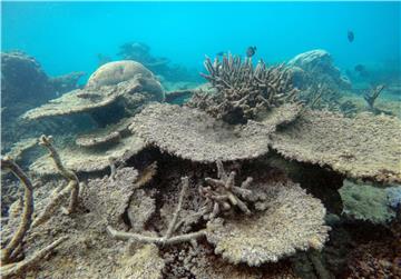 AUSTRALIA GREAT BARRIER REEF CORAL BLEACHING