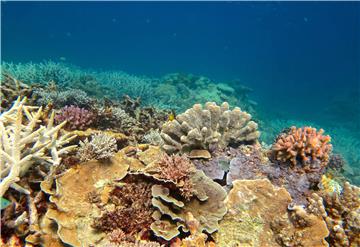 AUSTRALIA GREAT BARRIER REEF CORAL BLEACHING