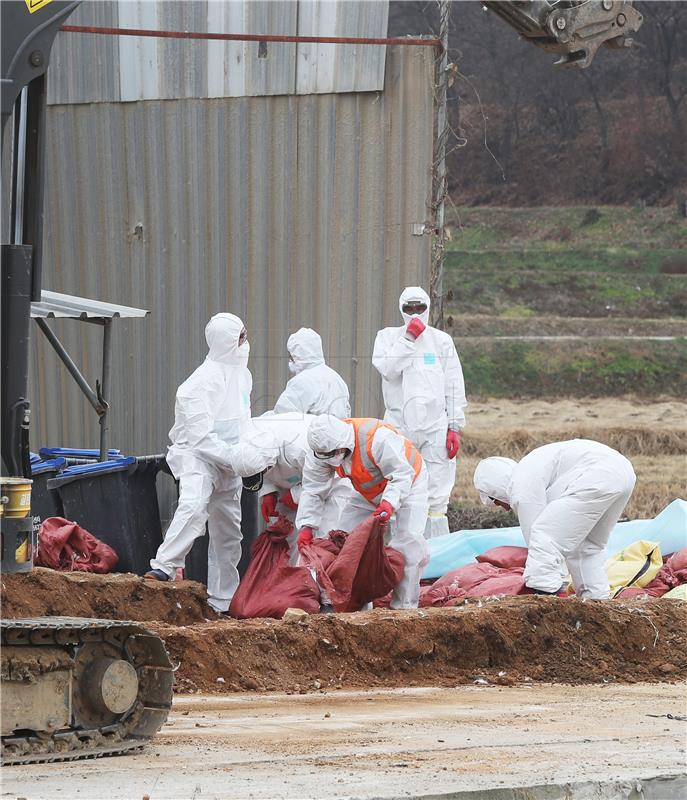 Južna Koreja: Maksimalna razina opasnosti zbog ptičje gripe