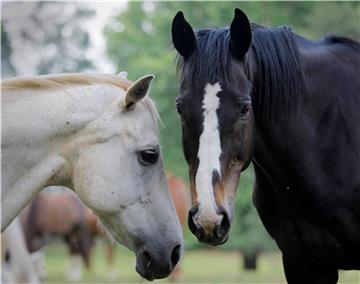 SOUTH AFRICA ANIMALS RETIRED HORSES