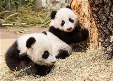 AUSTRIA ZOO ANIMALS PANDA