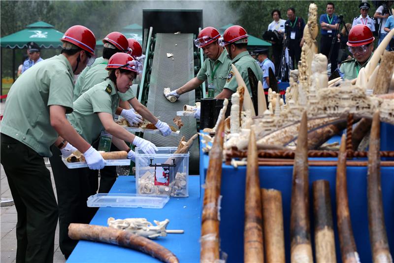 (FILE) CHINA IVORY DESTRUCTION