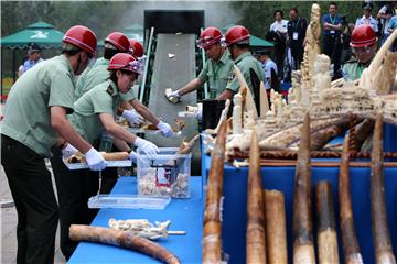 (FILE) CHINA IVORY DESTRUCTION