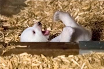 GERMANY ANIMALS POLAR BEAR OFFSPRING