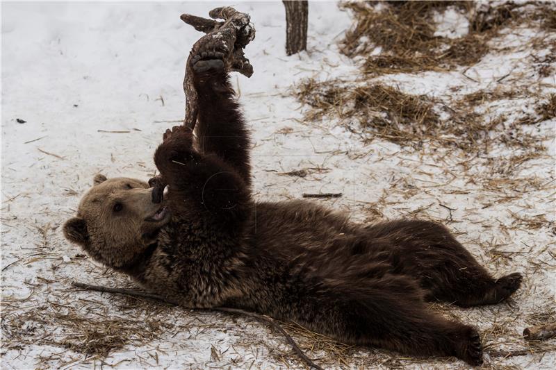 KOSOVO ANIMALS