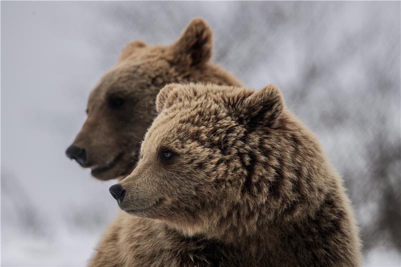 KOSOVO ANIMALS