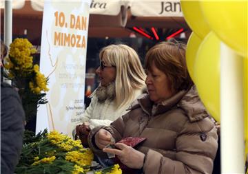 Deseti Dan mimoza