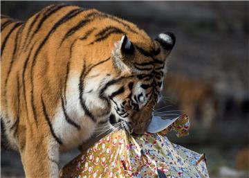 Mladunče lagra došlo na svijet u ruskome putujućem zoo-u