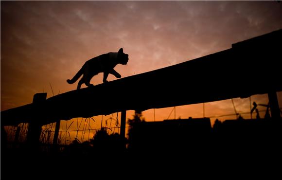 Uspjeh veterinara u Bugarskoj: mačka dobila umjetne šape