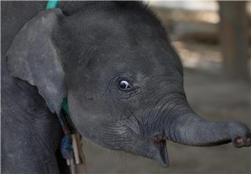 MYANMAR ELEPHANT CAMP