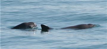 MEXICO ANIMALS VAQUITA MARINA