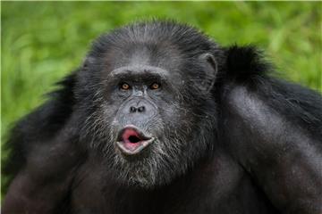 BRAZIL ANIMALS CHIMPANZEE SANCTUARY