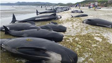 NEW ZEALAND STRANDED WHALES