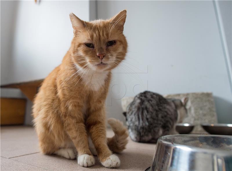 POLAND SOCCER CAT BONIEK