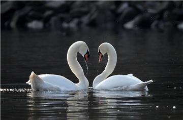 GERMANY MUTE SWAN