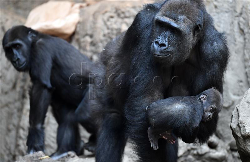 Gorilla infant called Kianga in Leipzig zoo