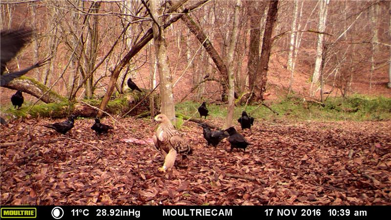 U Parku prirode Papuk viđen zaštićeni orao krstaš (Aquila heliaca)