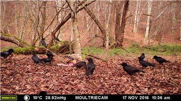 U Parku prirode Papuk viđen zaštićeni orao krstaš (Aquila heliaca)