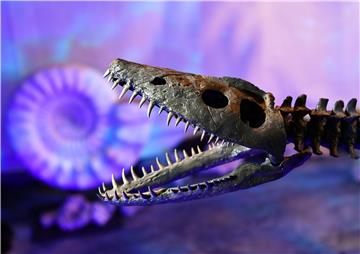 Sea Life Berlin shows Plesiosaurus skeleton