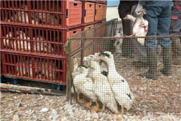 FRANCE HEALTH AVIAN FLU ERADICATION